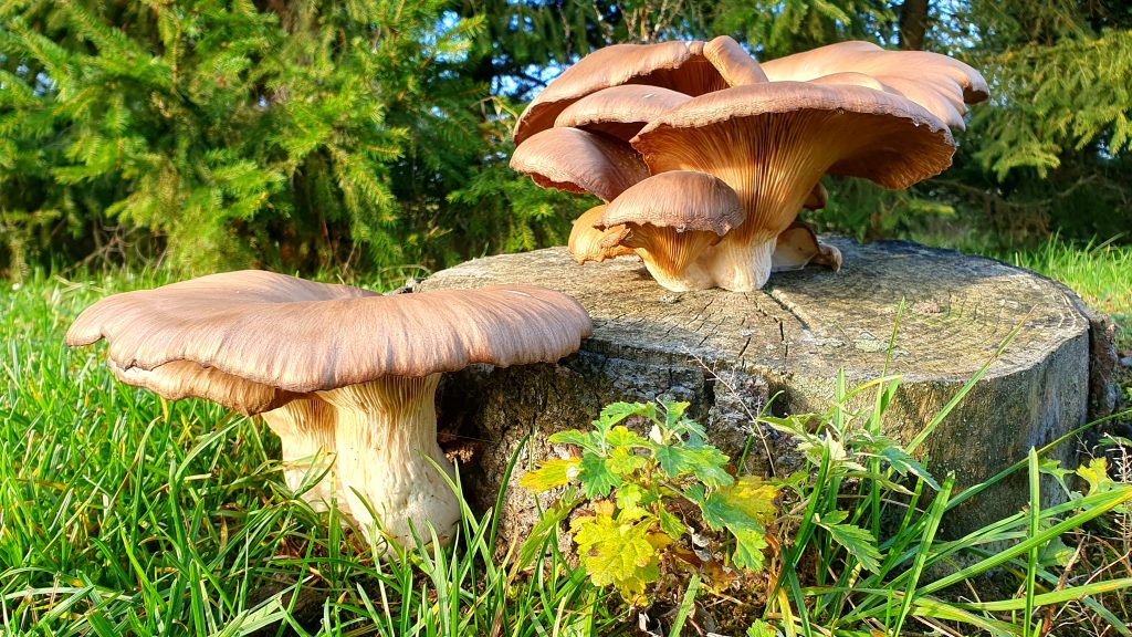 Austern-Seitling 20241126_120810