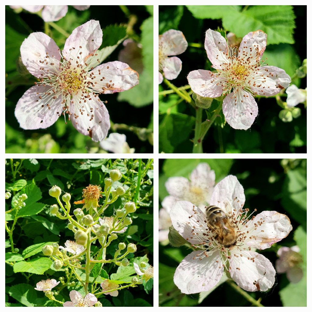 verschiedene Stadien der Brombeerblüten