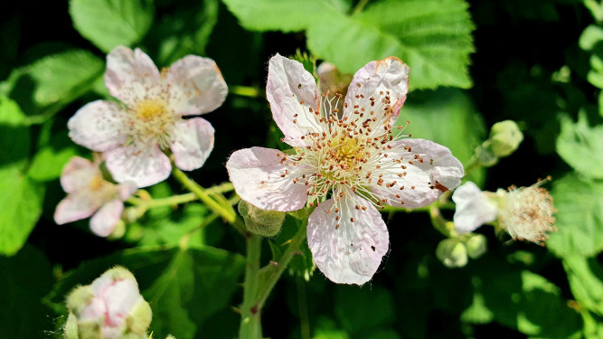 Brombeerblüten